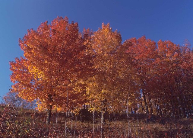 The Sugar Maple (Acer saccarum) is Adopted as State Tree