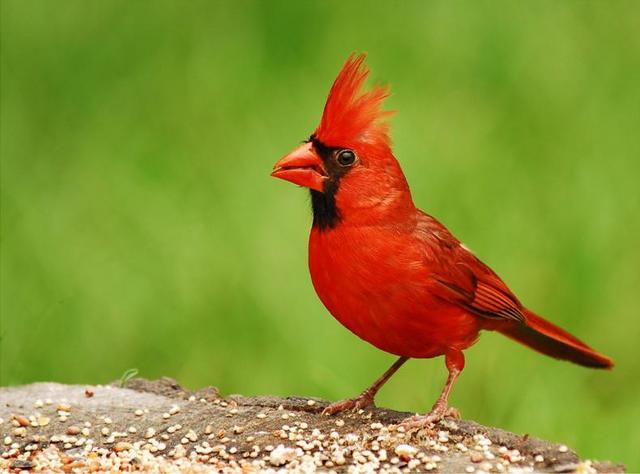 Northern Cardinal (Cardinalis Cardinalis) is Adopted as State Bird