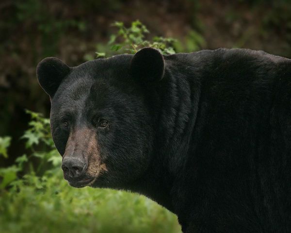 Black Bear (Ursus Americanus) Adopted as State Animal