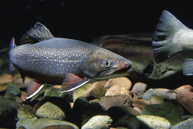 Brook Trout (Salvelinus fontinalis) Adopted as State Fish