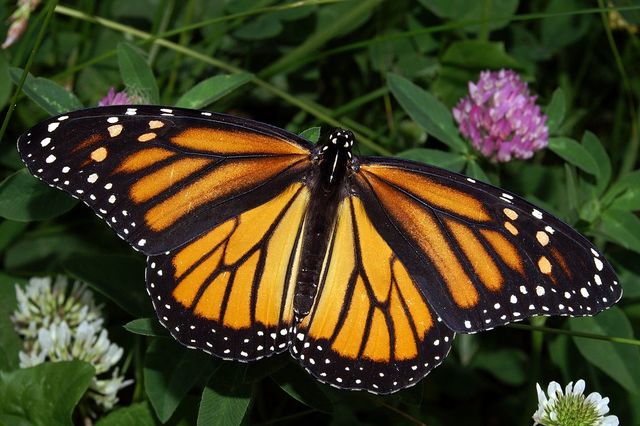 Monarch Butterfly (Danaus plexippus) Adopted as State Butterfly