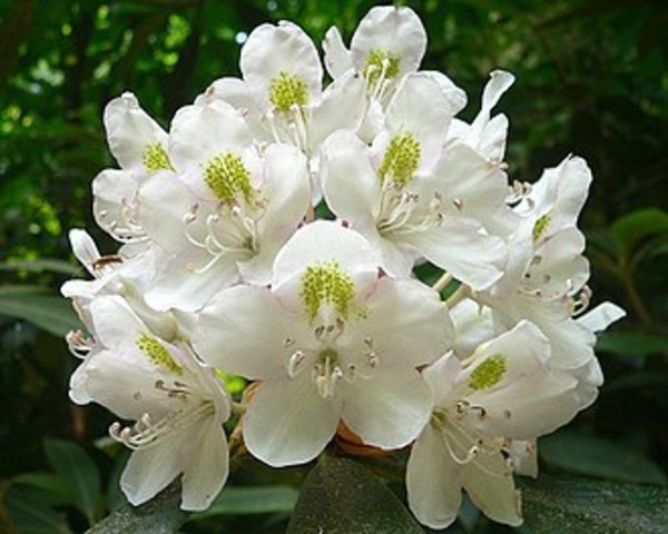 Rhododendron (Rhododendron maximum) Adopted State Flower