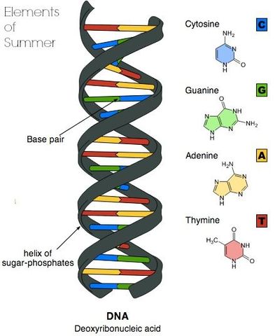 The discovery of the DNA model
