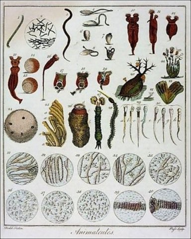 anton van leeuwenhoek saw red blood cells for the first time