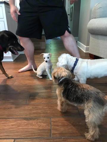 Real Babies vs. Fur Babies