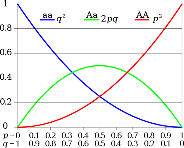 Hardy-Weinberg equation for determining allele frequencies