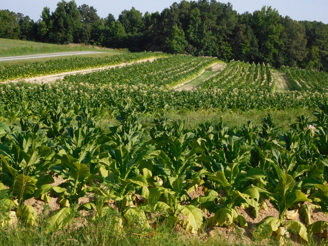 Tobacco in Colonial Virgina