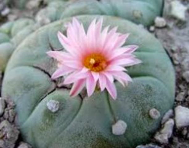 Employment Division v. Smith