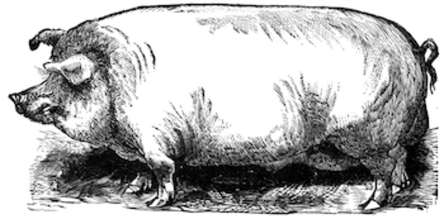 Old Major's last speech