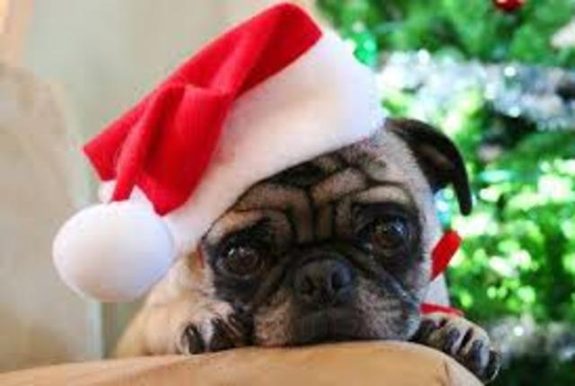 Χριστούγεννα με τον σκύλο μου