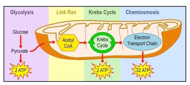 Aerobic Respiration