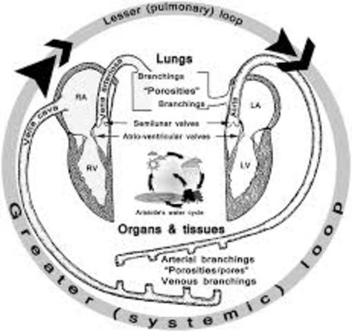 William Harvey showed that the heart acted as a pump to circulate blood throughout the body