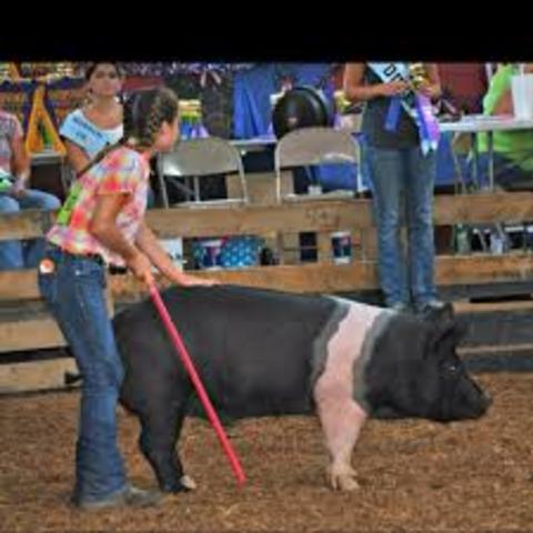 I started showing pigs