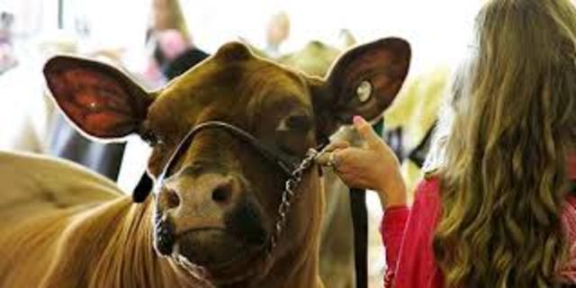 I might show a steer next year