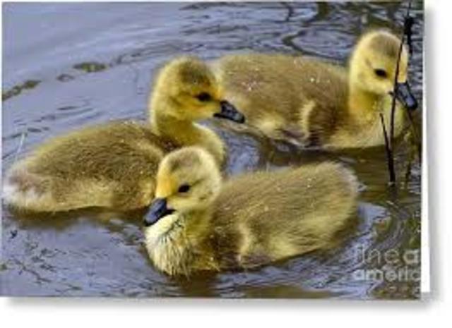 The Three Goslings