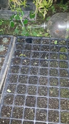 Germinación de semillas