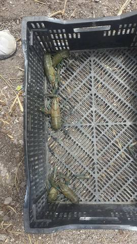 Captura de langostinos