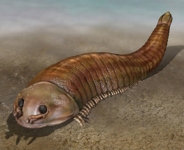 Evolucionen els primers artròpodes