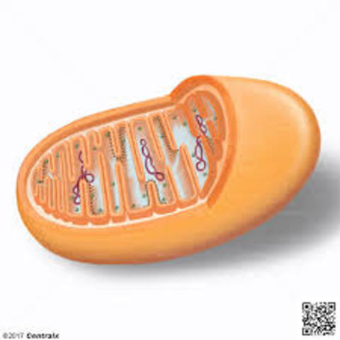 Respiració aeróbica