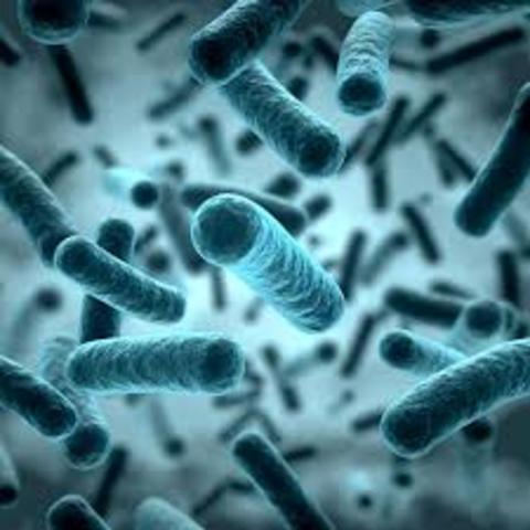 Primers indicis de vida