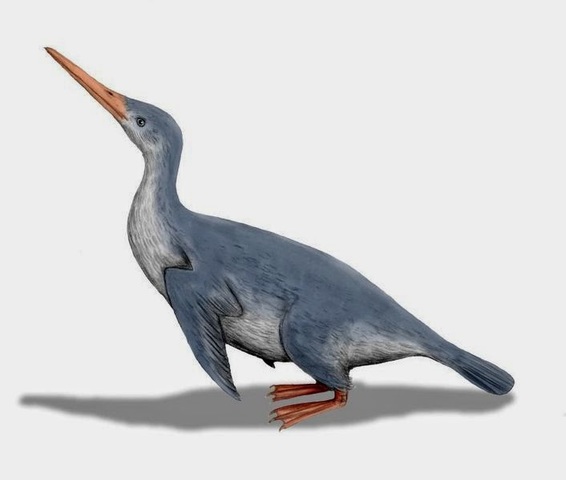 Evolució dels pingüins