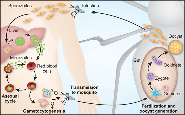 Plasmodium falciparum is described as the the causative agent of malaria.