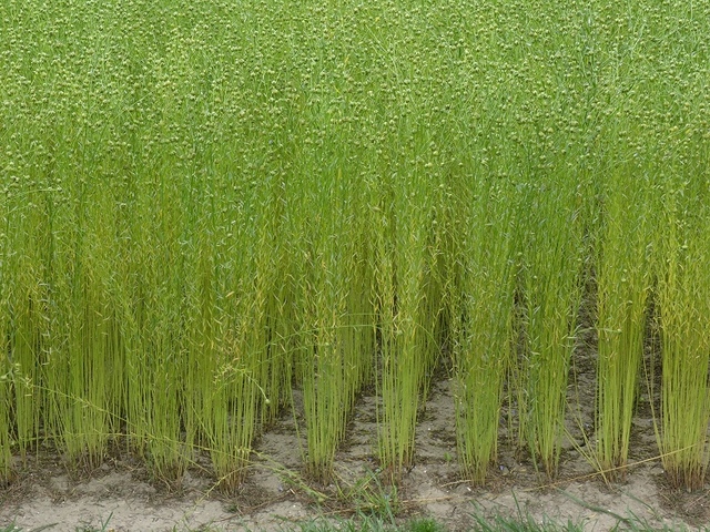 verbouwen van het vlas