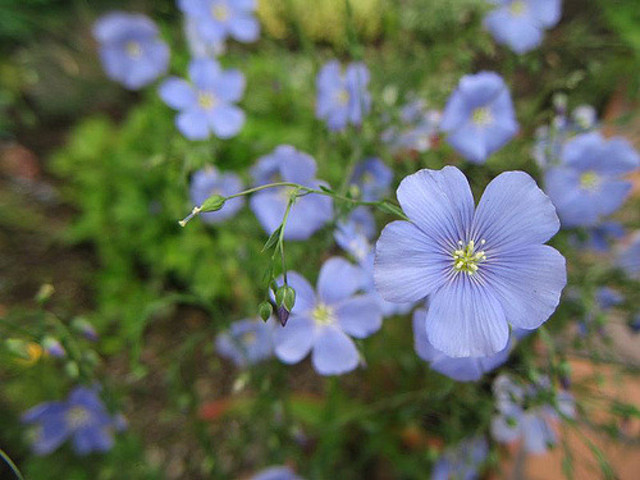 Vlas werd voor het eerst verbouwd