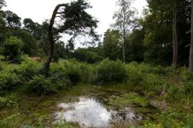 Zuiden en het Oosten van Nederland zijn dichtgegroeid met bossen