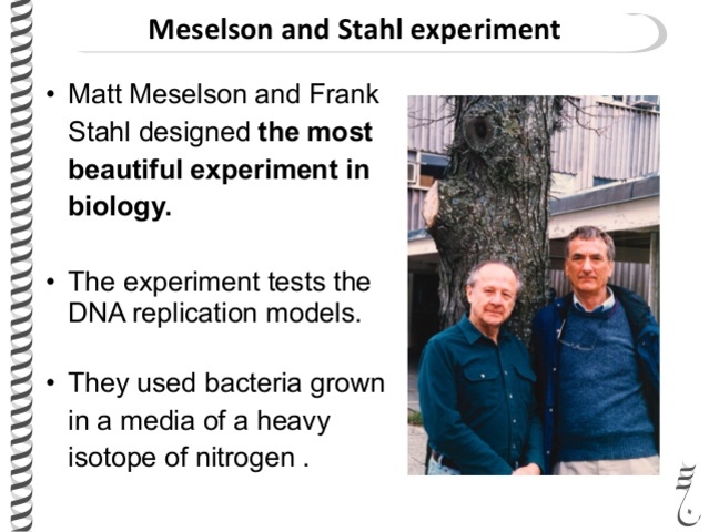 Meselson and Stahl work with DNA replication