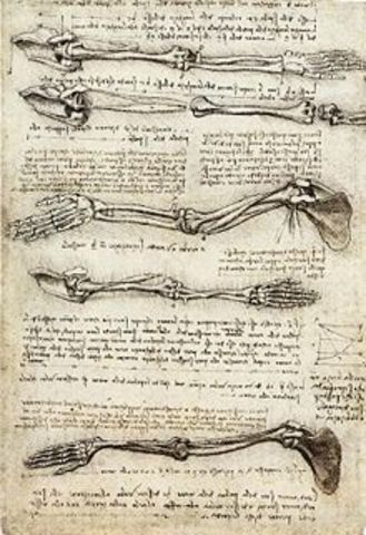 Anatomical study of the arm