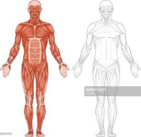 andreas vesalius published on the fabric of the human body- detailing dissection of human bodies