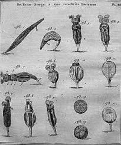 Anton van Leeuwenhoek saw red blood cells for the first time