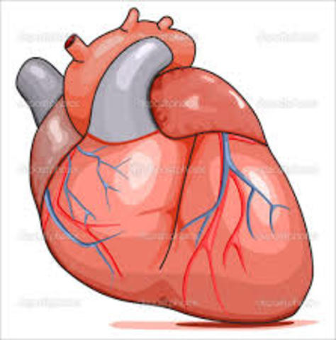 William Harvey showed that the heart acted as a pump to circulate blood throughout the body