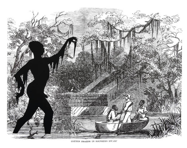 Cotton Hoards in Southern Swamp