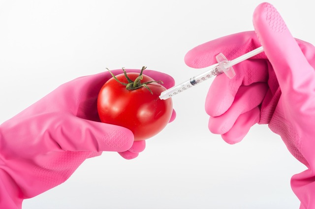 Genetically modified food commences