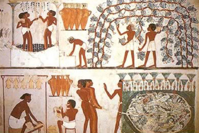 Bird Hunt and preservation; grape harvest and wine making