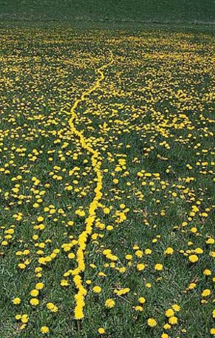 Dandelion Line