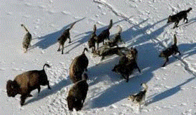 mensen fokken wolven en maken er honden van