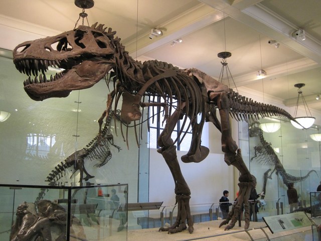 Tyrannosaurus Rex
