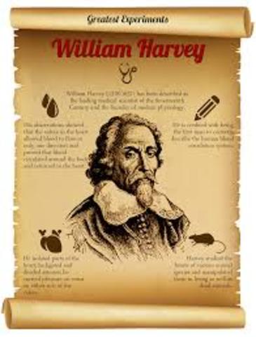 William Harvey showed that the heart acted as a pump to circulate blood throughout the body