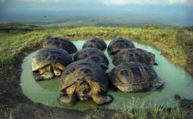 Darwin visits the Galapagos Islands