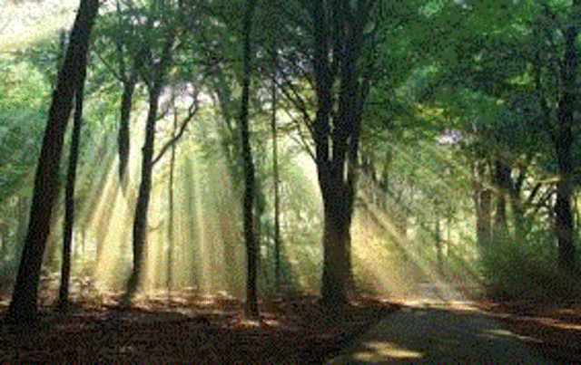 zuid en oost Nederland begroeid