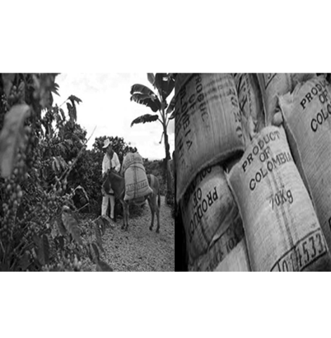 La Agricultura Colombiana se basa en la exportación del Café, Cereales, carne, Algodón, Azúcar y Cacao