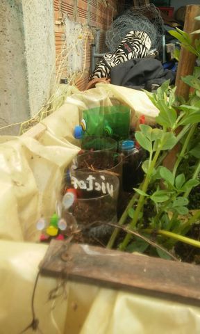 TRASFORMACION DE LA HUERTA