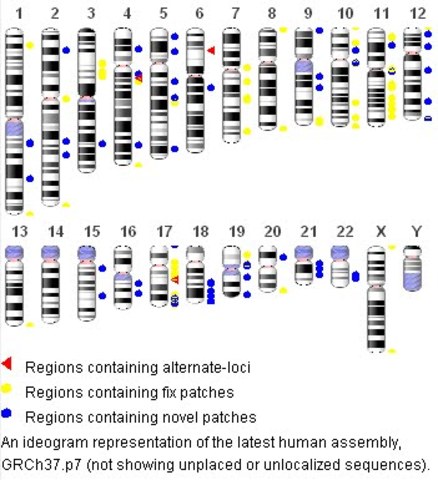 Human genome is fully sequenced