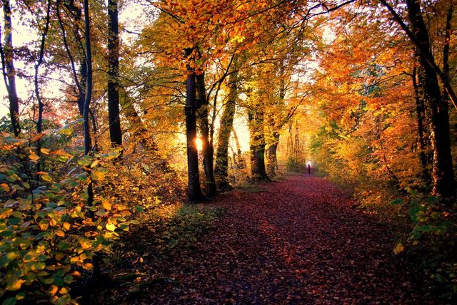 1η Συνάντηση της ομάδας για το θέμα: ΔΑ-SOS, μια τελευταία αναπνοή