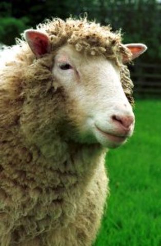 The cloning of Dolly the sheep