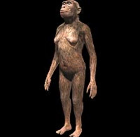 Australopithecus