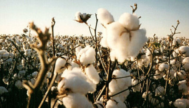 Katoenteelt werd voor het eerst verbouwd in India en Mexico